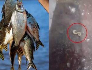 Morador de Itacoatiara faz alerta após pescar jaraqui infestado de vermes; veja vídeo