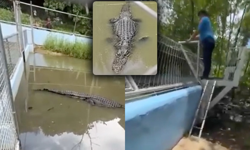 Homem é devorado por Jacaré após pular cerca de Zoológico para tirar selfie; veja vídeo
