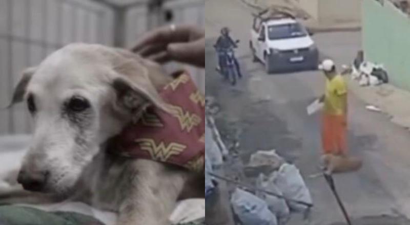 Cadela atropelada por carro da Amazonas Energia não resiste e morre após cirurgia em Manaus