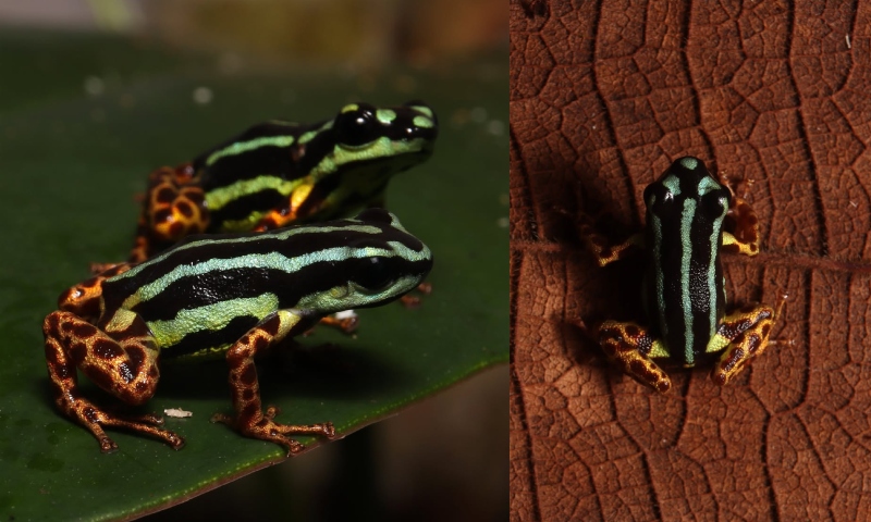 “Bonita, venenosa e fiel”: cientistas descobrem nova espécie de rã no Amazonas que é monogâmica; veja