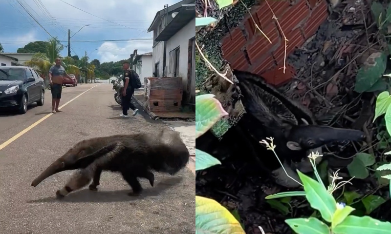 Tamanduá-bandeira chama atenção pelas ruas de Silves, no interior do Amazonas; veja vídeo