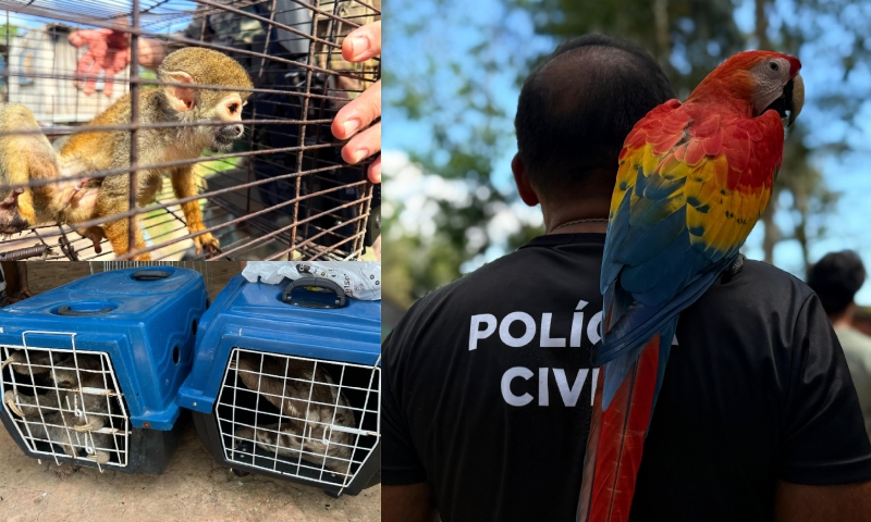 Operação Anhanguá: Polícia Civil desmonta esquema cruel de exploração de animais silvestres em Iranduba; veja vídeo