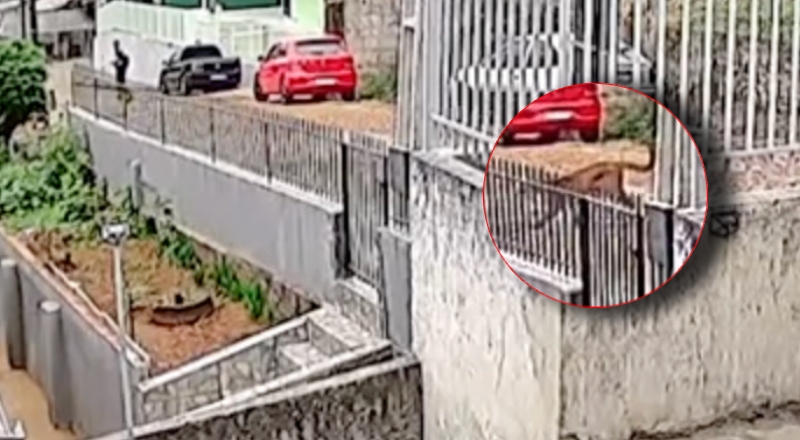 Câmera flagra jovem correndo de onça-parda no meio da rua; veja vídeo