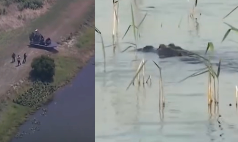 CM7 News nos EUA: mulher morre após ataque de jacaré em lago na Flórida; veja vídeo