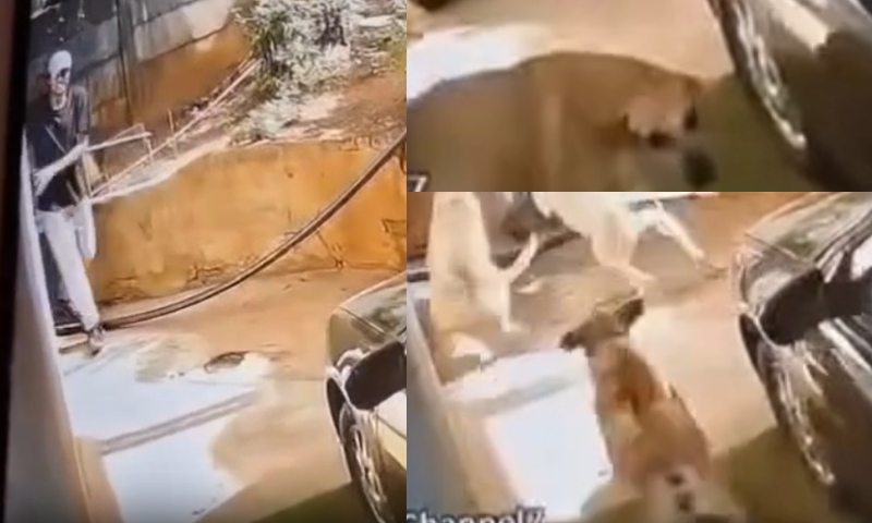 Ladrão pula muro para invadir casa e é atacado por matilha de cachorros; veja vídeo