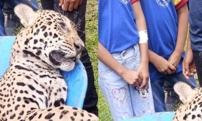 Onça é morta por caçadores perto de colégio em Tabatinga, no Amazonas; veja