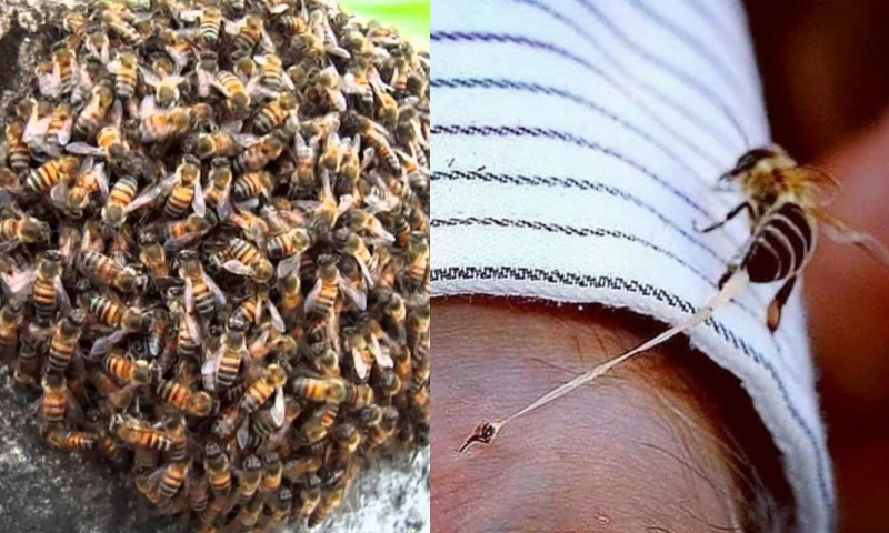 Abelhas africanas matam homem no interior do Amazonas; veja