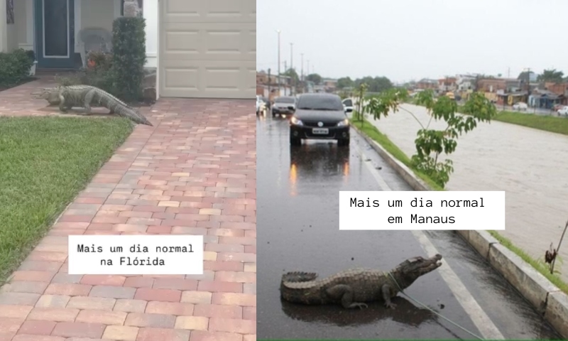 Jacarés passeando na rua provam que Manaus e Flórida são mais parecidas do que parecem; veja vídeo