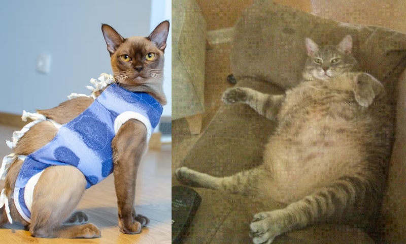 ‘Castração errada e ração à vontade: o caminho para acabar com as 7 vidas do seu gato’, alerta veterinário