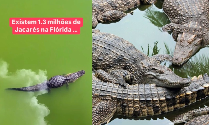 Flórida: ‘Paraíso dos Turistas… e de jacarés gigantes’; conheça os répteis que dominam os EUA; vídeo