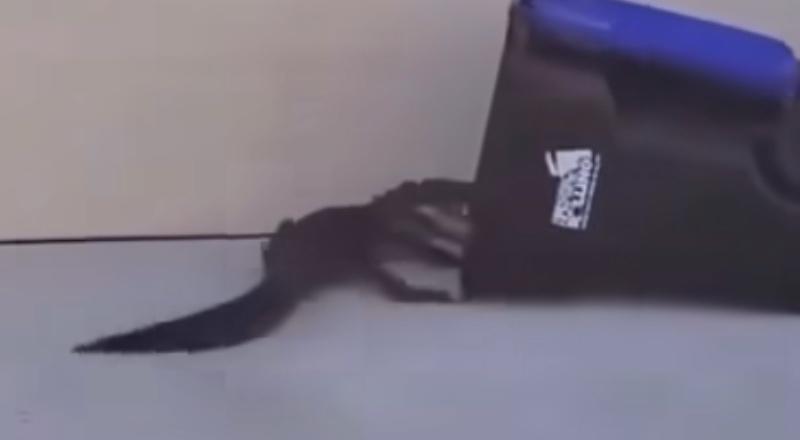 CM7 News na Flórida: invasão de jacarés em condomínios preocupa moradores; saiba o que fazer