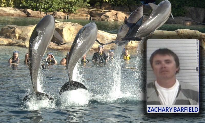 Americano é condenado por envenenar e atirar em golfinhos na frente de crianças na Flórida; veja