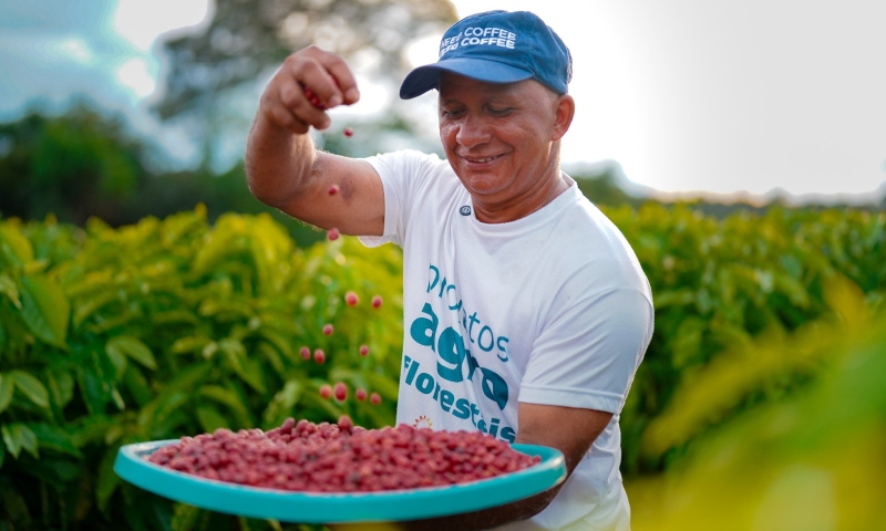 Com apoio da Eneva, Projeto Agroflorestal entrega primeira colheita de café robusta em Silves