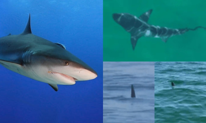 Governo do RJ emite alerta aos banhistas após avistamentos de tubarões em praias; veja vídeos