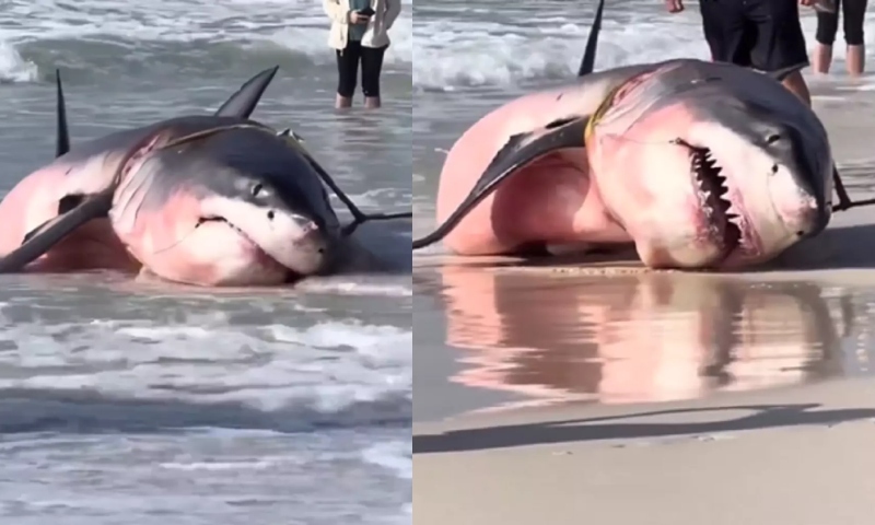 Tubarão Branco assusta banhistas após encalhar em praia na Flórida; veja vídeo