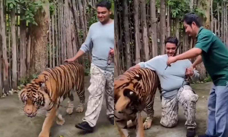 Turista é brutalmente atacado por tigre ao tentar tirar foto com o animal; veja vídeo