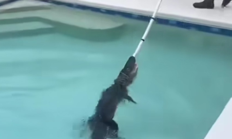 Jacarés de 2 metros são encontrados em piscinas na Flórida; veja vídeo