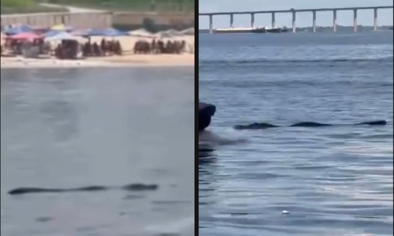 ‘Lacoste na Praia’: Jacaré surpreende banhistas na Ponta Negra; veja vídeo