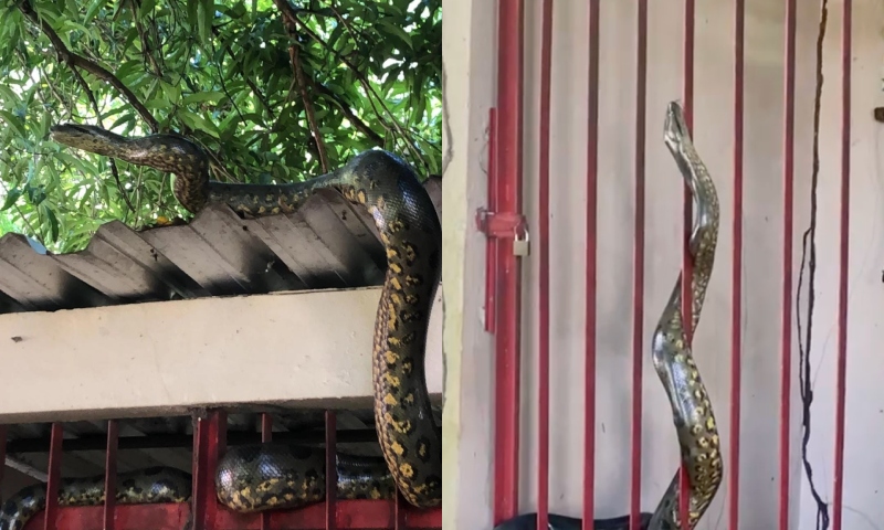 Filhote de Sucuri vira ‘mascote’ na SEDUC: “o nome dela é Jaqueline”; veja vídeo