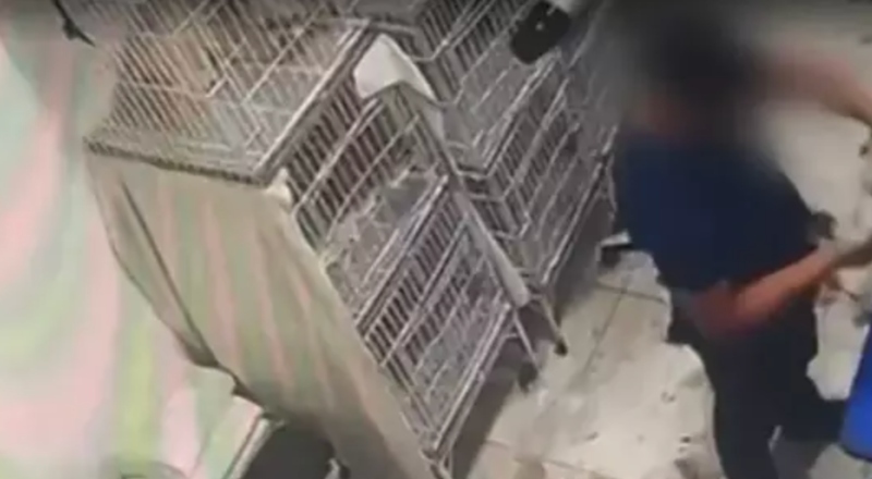 Vídeo revoltante mostra cachorrinha sendo agredida por funcionário de pet shop; veja