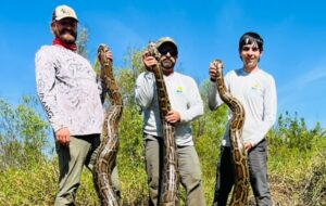 Flórida elimina 20 toneladas de pítons invasoras em esforço histórico para salvar ecossistema local