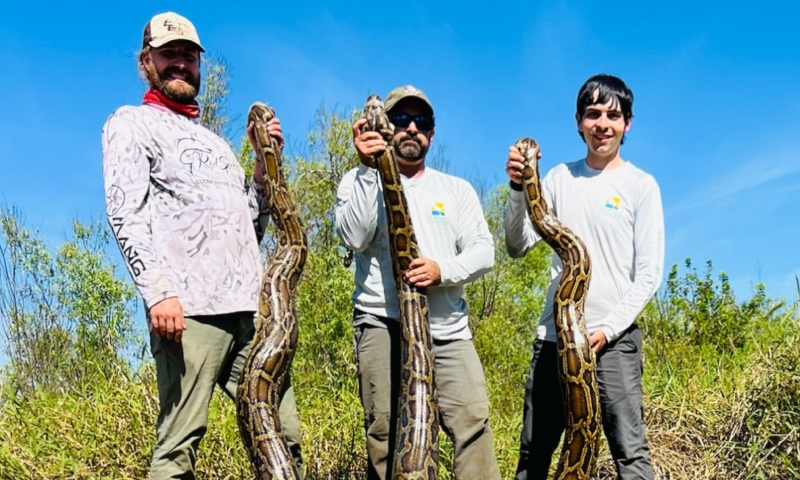 Flórida elimina 20 toneladas de pítons invasoras em esforço histórico para salvar ecossistema local