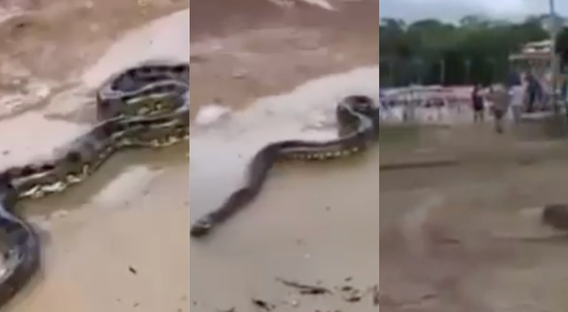 Sucuri rouba cena durante ensaio fotográfico de noivos na Ponta Negra; veja vídeo