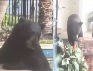 Urso invade casa de luxo na Flórida e toma banho em hidromassagem; veja vídeo