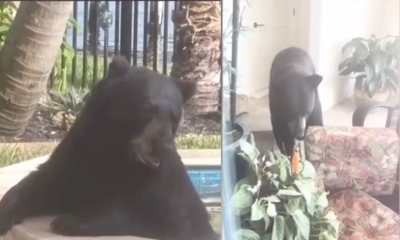 Urso invade casa de luxo na Flórida e toma banho em hidromassagem; veja vídeo