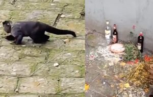 Macaco é visto cambaleando após beber cachaça de oferenda; veja vídeo