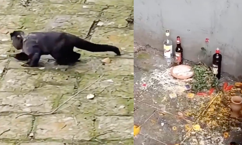 Macaco é visto cambaleando após beber cachaça de oferenda; veja vídeo