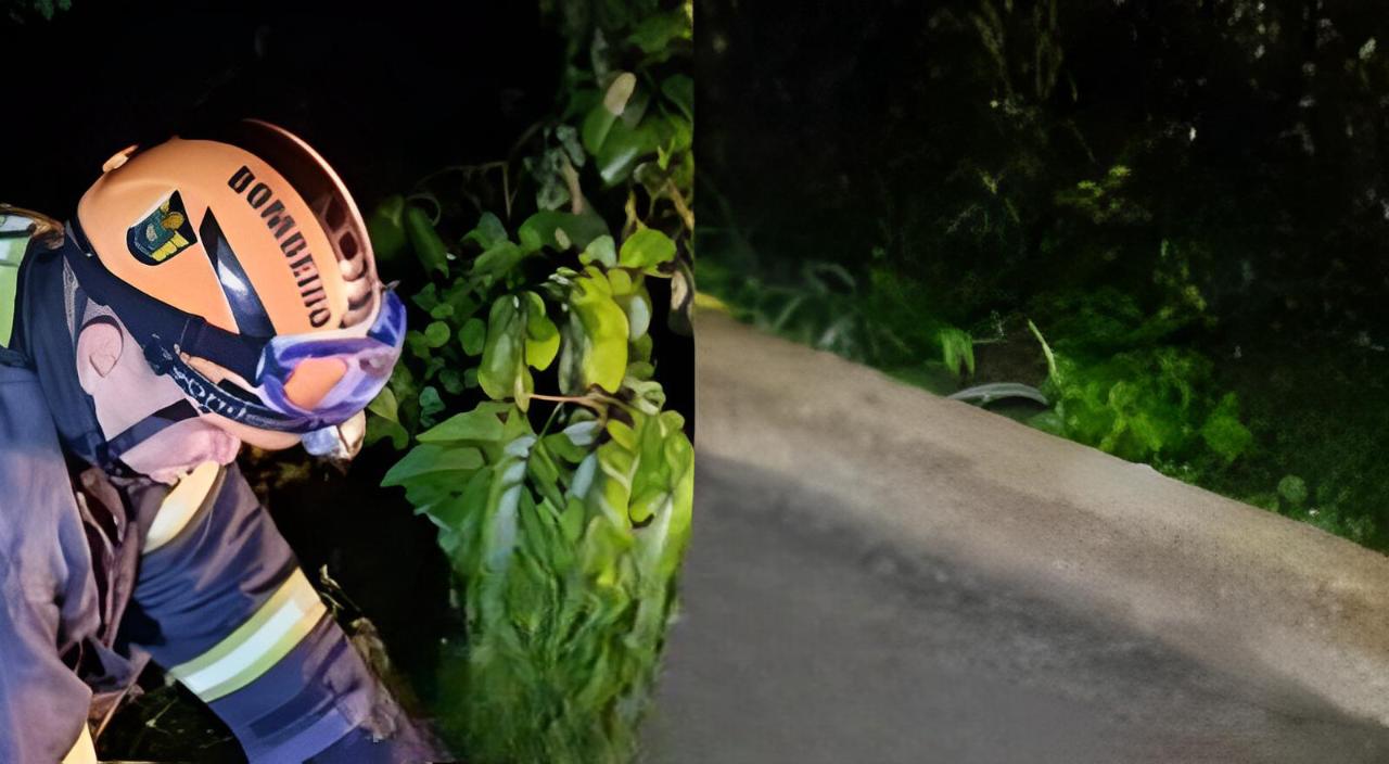 Onça-parda morre após ser atropelada próximo de cachoeira em Presidente Figueiredo