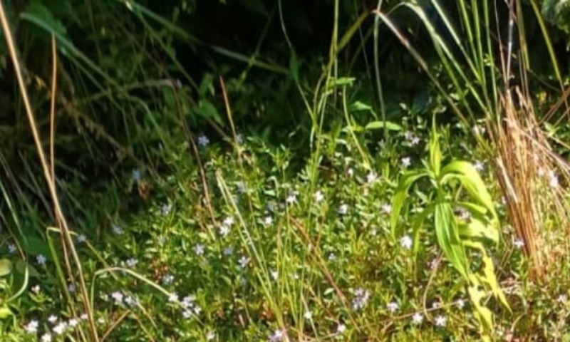 Homem é encontrado morto com sinais de tortura em ramal no Iranduba; veja