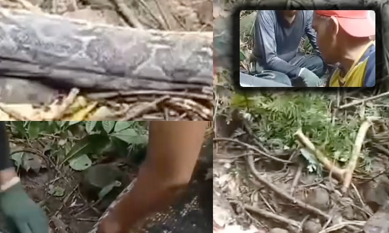 “A Sucuri comeu ela”: mulher desaparecida é encontrada dentro de cobra gigante; veja vídeo