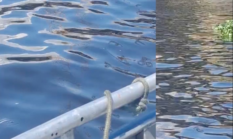 Urgente: corpo é encontrado boiando em igarapé no bairro São Raimundo, em Manaus; veja vídeo