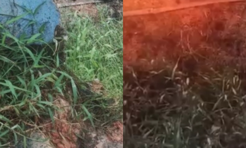 Homem é decapitado e tem corpo incendiado em Manaus; veja vídeos