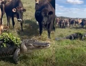 Jacaré tenta se 'camuflar' entra as vacas em fazenda na Flórida; veja vídeo