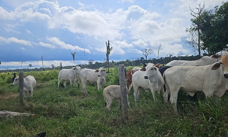 Crime ambiental e desmatamento em Tapauá: mil cabeças de gado são apreendidas no Amazonas
