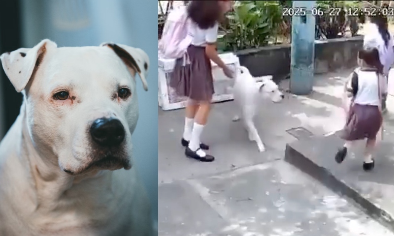 Tudo filmado: pitbull ataca menina de 4 anos que estava voltando da escola; veja vídeo