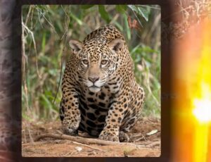 Onça morre eletrocutada após encostar em fio de alta tensão em Presidente Figueiredo; veja vídeo