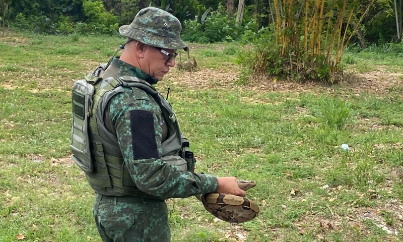 Moradores do Alvorada ficam desesperados ao encontrarem serpente “passeando” pela rua; veja vídeo