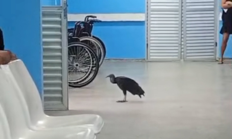 Urubu invade SPA do Colônia Antônio Aleixo e pacientes brincam: “veio se consultar”; veja vídeo