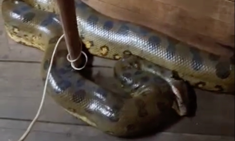 Sucuri invade casa de ribeirinho em Careiro da Várzea: “me deu um susto, essa miséria!”; veja vídeo