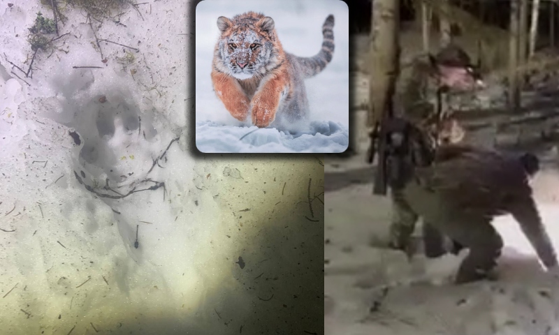 “Ele foi devorado por um tigre!”: soldados russos encontram corpo de amigo desaparecido; veja vídeo