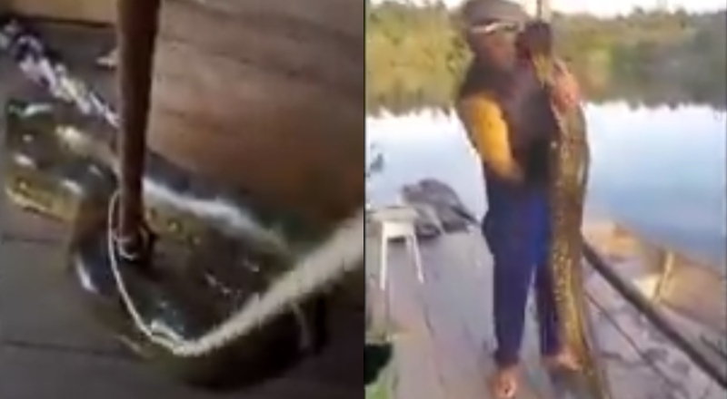 Morador encontra sucuri gigante dentro da própria casa no AM; veja vídeo