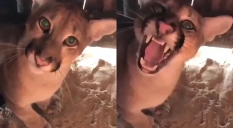 Trabalhador dá de cara com onça-parda dentro de barraca de praia; veja vídeo