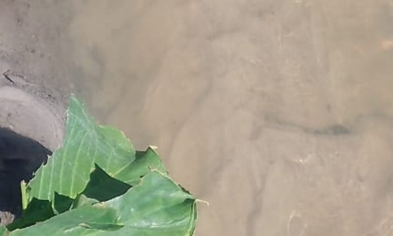 Urgente: corpo é encontrado em igarapé no Jorge Teixeira; veja vídeo