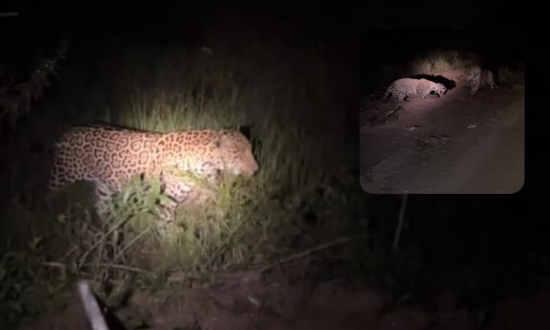 Bióloga flagra briga entre onças-pintadas no Pantanal: “chamou pro x1!”; veja vídeo