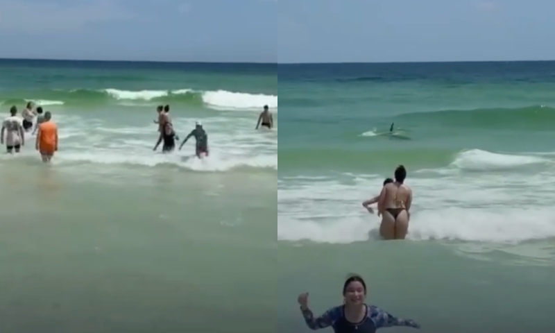 Pânico e correria: tubarão cerca banhistas em praia da Flórida; veja vídeo
