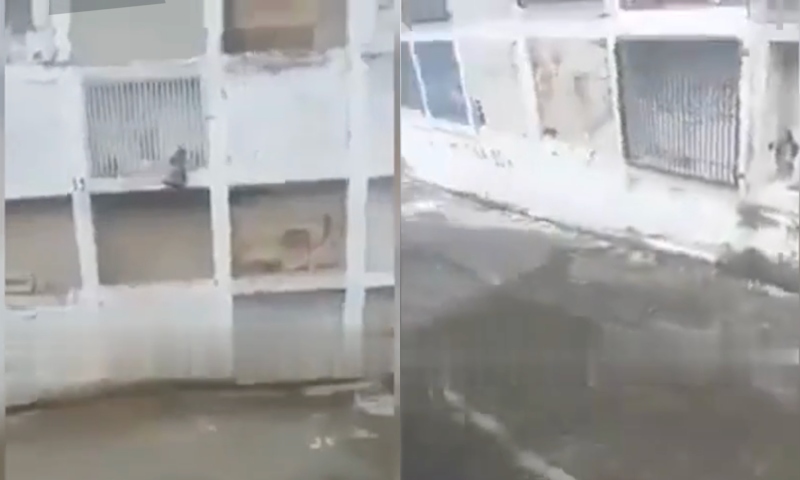 Macabro: veja momento em que coveiro encontra cadáver de mulher em pé e fora do túmulo